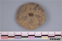 藏品(奇異掘海錢)的圖片